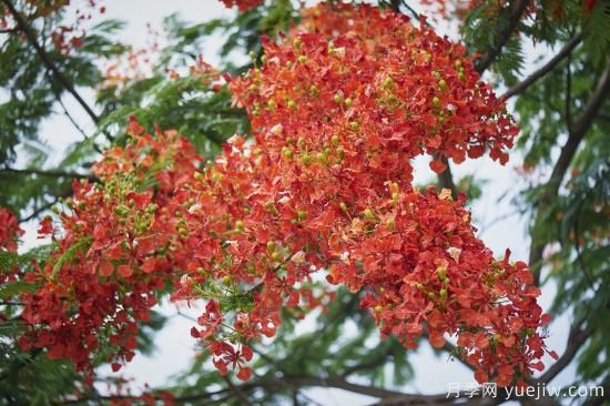 鳳凰木適合在哪種植，北方能種嗎？(圖1)