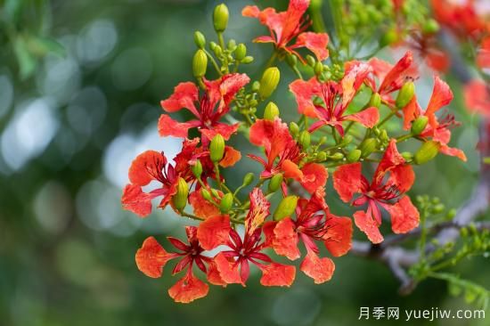 鳳凰木適合在哪種植，北方能種嗎？(圖2)