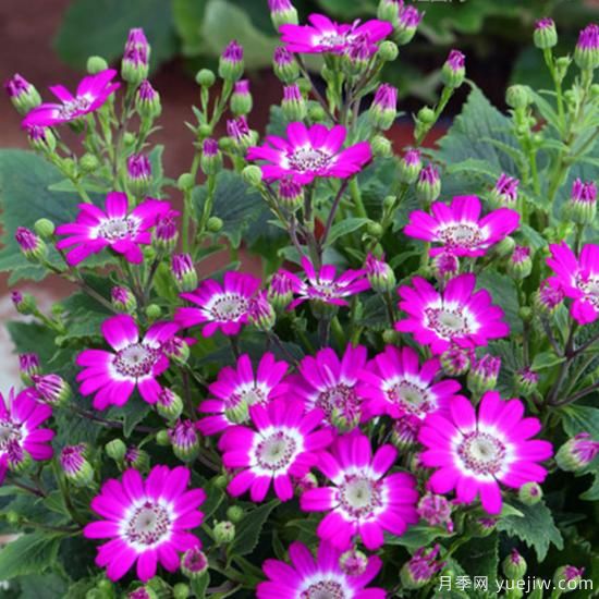 100種常見花卉的栽培大全，送給愛養(yǎng)花的你(圖16)