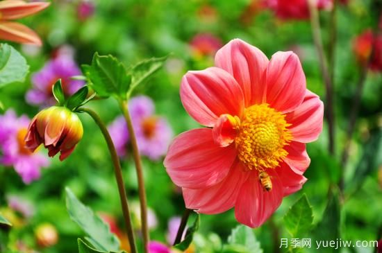 100種常見花卉的栽培大全，送給愛養(yǎng)花的你(圖14)