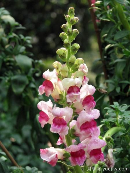 100種常見花卉的栽培大全，送給愛養(yǎng)花的你(圖15)