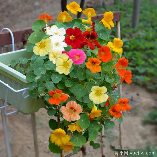 100種常見花卉的栽培大全，送給愛養(yǎng)花的你(圖17)