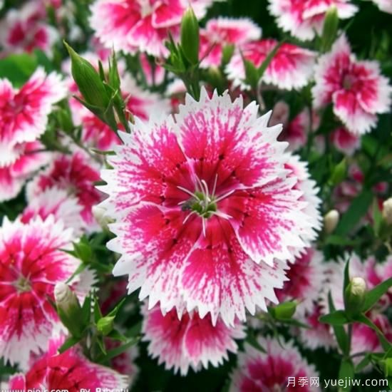 100種常見花卉的栽培大全，送給愛養(yǎng)花的你(圖18)