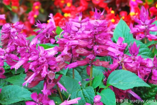 100種常見花卉的栽培大全，送給愛養(yǎng)花的你(圖20)