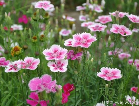 100種常見花卉的栽培大全，送給愛養(yǎng)花的你(圖24)