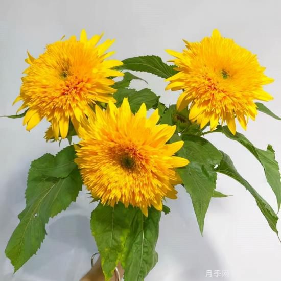 100種常見花卉的栽培大全，送給愛養(yǎng)花的你(圖27)