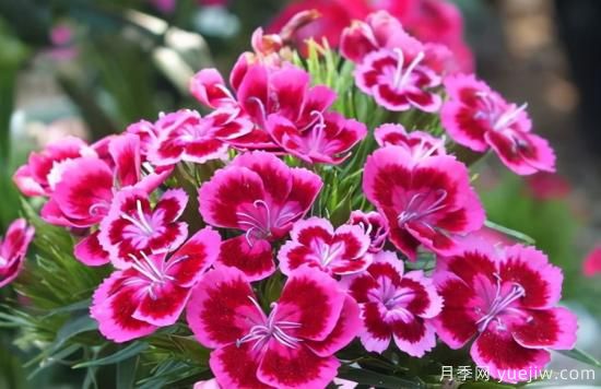100種常見花卉的栽培大全，送給愛養(yǎng)花的你(圖28)