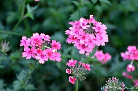 100種常見花卉的栽培大全，送給愛養(yǎng)花的你(圖30)