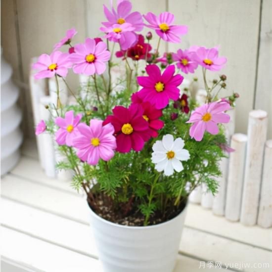 100種常見花卉的栽培大全，送給愛養(yǎng)花的你(圖31)