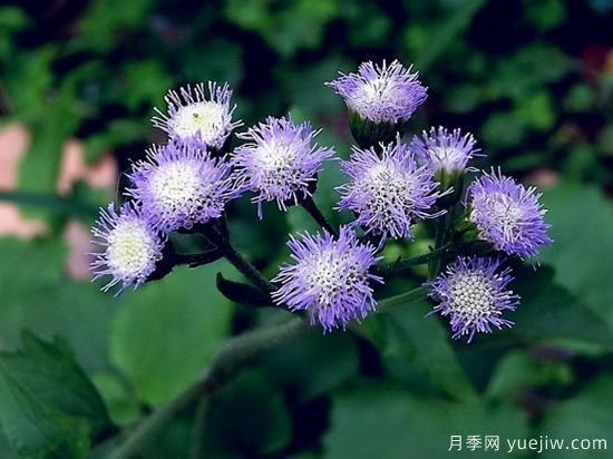 100種常見花卉的栽培大全，送給愛養(yǎng)花的你(圖33)