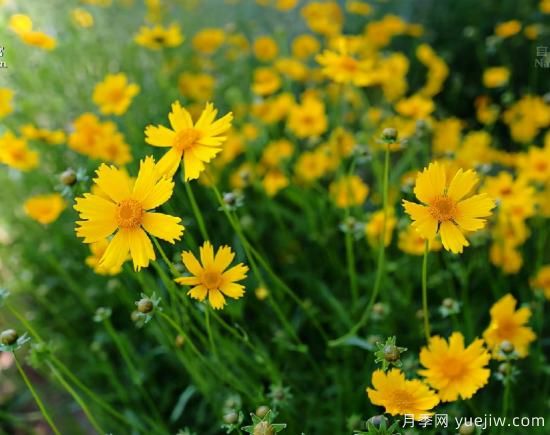100種常見花卉的栽培大全，送給愛養(yǎng)花的你(圖35)