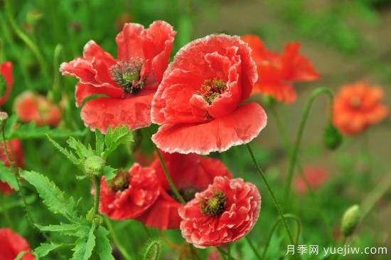 100種常見花卉的栽培大全，送給愛養(yǎng)花的你(圖36)