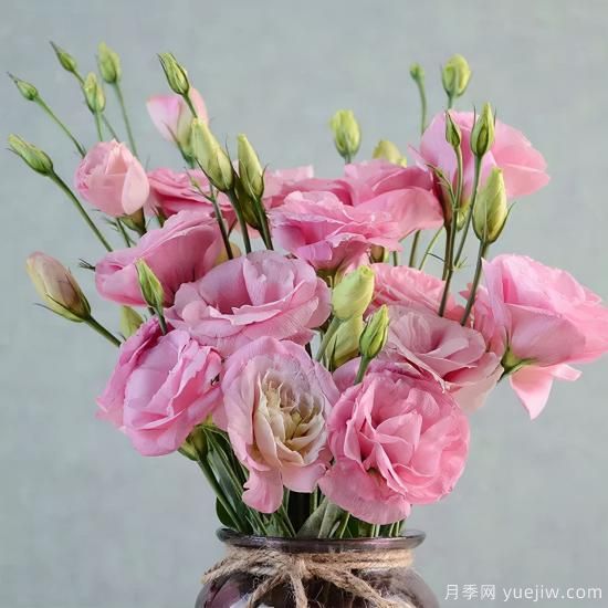 100種常見花卉的栽培大全，送給愛養(yǎng)花的你(圖37)