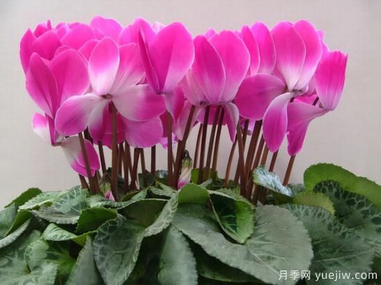 100種常見花卉的栽培大全，送給愛養(yǎng)花的你(圖39)