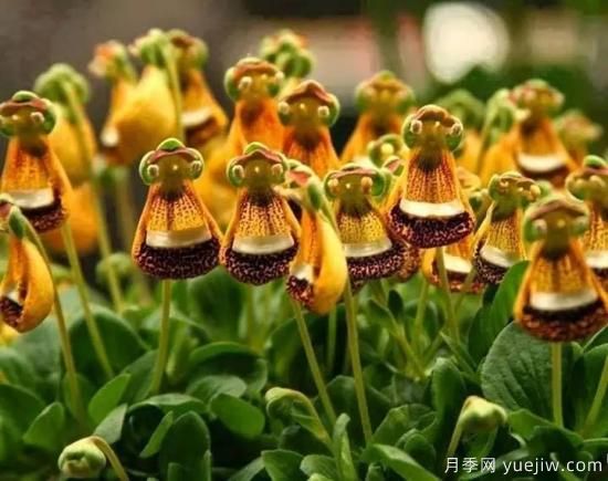 100種常見花卉的栽培大全，送給愛養(yǎng)花的你(圖41)