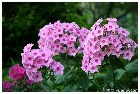 100種常見花卉的栽培大全，送給愛養(yǎng)花的你(圖43)