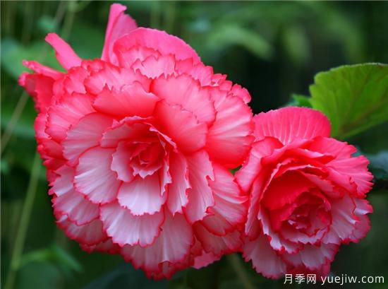 100種常見花卉的栽培大全，送給愛養(yǎng)花的你(圖44)