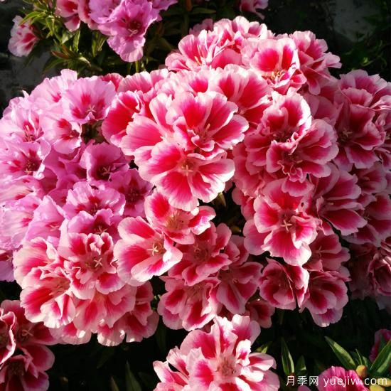 100種常見花卉的栽培大全，送給愛養(yǎng)花的你(圖45)