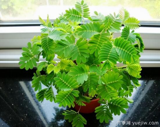 100種常見花卉的栽培大全，送給愛養(yǎng)花的你(圖47)