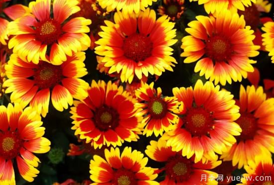 100種常見花卉的栽培大全，送給愛養(yǎng)花的你(圖48)