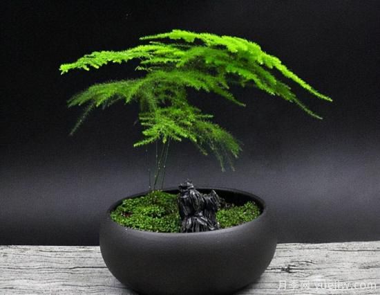 100種常見花卉的栽培大全，送給愛養(yǎng)花的你(圖49)
