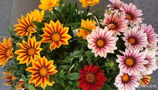 100種常見花卉的栽培大全，送給愛養(yǎng)花的你(圖51)