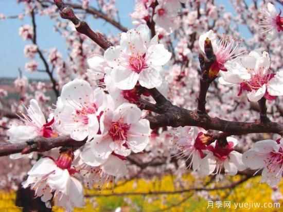 以花命名的農(nóng)歷，中國人對月份的雅稱及別稱(圖2)