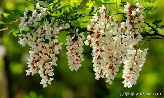 以花命名的農(nóng)歷，中國人對月份的雅稱及別稱(圖4)