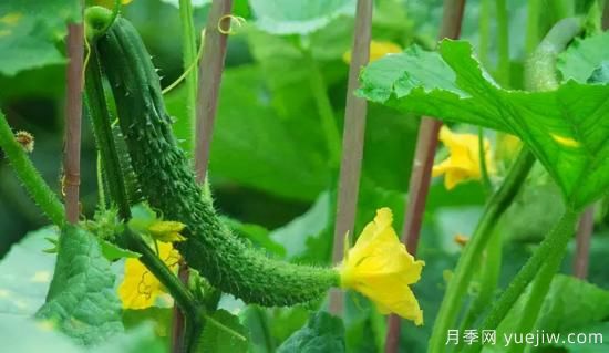 100種常見花卉的栽培大全，送給愛養(yǎng)花的你(圖53)