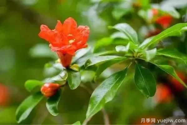 以花命名的農(nóng)歷，中國人對月份的雅稱及別稱(圖5)
