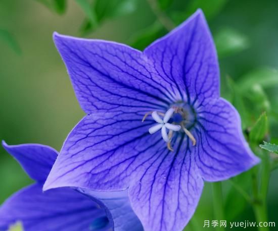 100種常見花卉的栽培大全，送給愛養(yǎng)花的你(圖55)