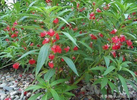 以花命名的農(nóng)歷，中國人對月份的雅稱及別稱(圖7)
