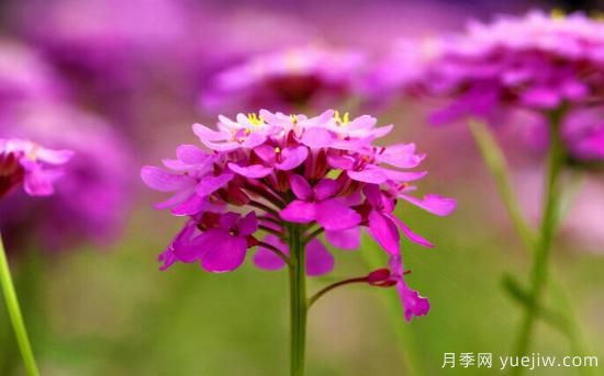 100種常見花卉的栽培大全，送給愛養(yǎng)花的你(圖57)