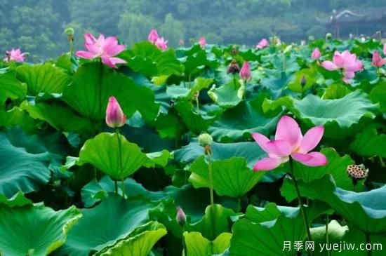 以花命名的農(nóng)歷，中國人對月份的雅稱及別稱(圖6)