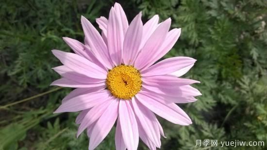 100種常見花卉的栽培大全，送給愛養(yǎng)花的你(圖59)