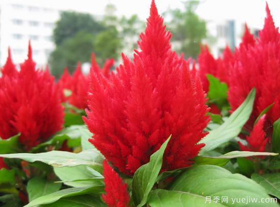 100種常見花卉的栽培大全，送給愛養(yǎng)花的你(圖60)