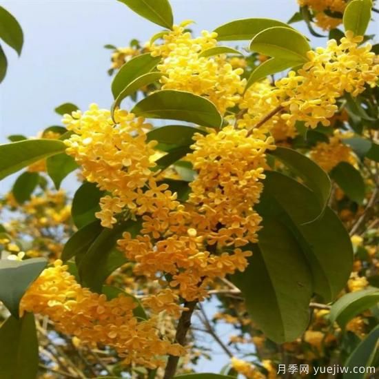 以花命名的農(nóng)歷，中國人對月份的雅稱及別稱(圖8)