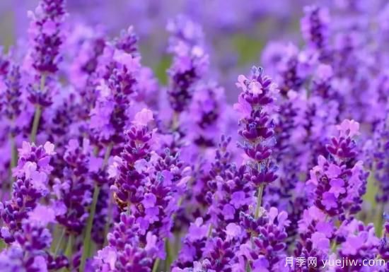 100種常見花卉的栽培大全，送給愛養(yǎng)花的你(圖61)