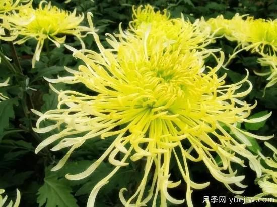 以花命名的農(nóng)歷，中國人對月份的雅稱及別稱(圖9)