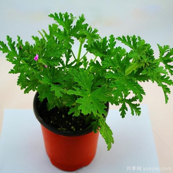 100種常見花卉的栽培大全，送給愛養(yǎng)花的你(圖63)