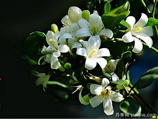 100種常見花卉的栽培大全，送給愛養(yǎng)花的你(圖62)
