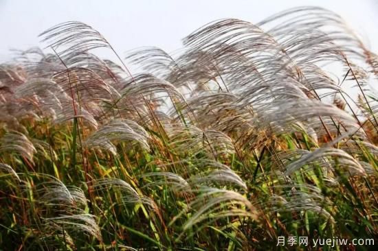 以花命名的農(nóng)歷，中國人對月份的雅稱及別稱(圖11)