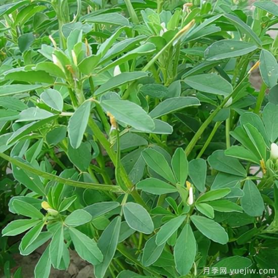 100種常見花卉的栽培大全，送給愛養(yǎng)花的你(圖64)