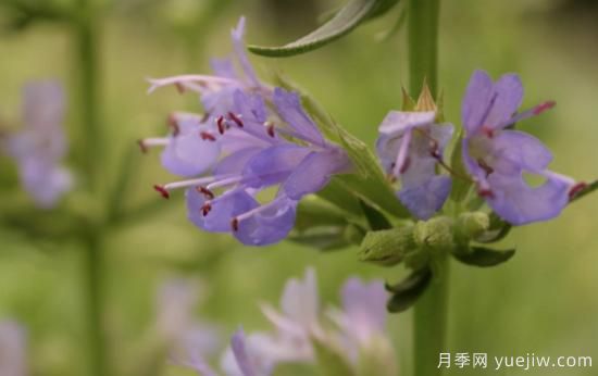 100種常見花卉的栽培大全，送給愛養(yǎng)花的你(圖65)