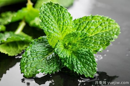 100種常見花卉的栽培大全，送給愛養(yǎng)花的你(圖66)