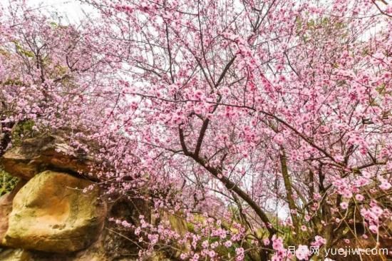以花命名的農(nóng)歷，中國人對月份的雅稱及別稱(圖13)
