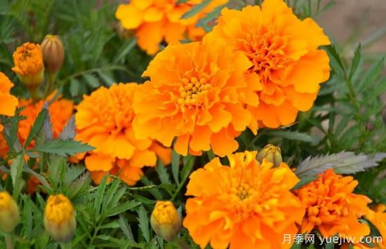 100種常見花卉的栽培大全，送給愛養(yǎng)花的你(圖67)
