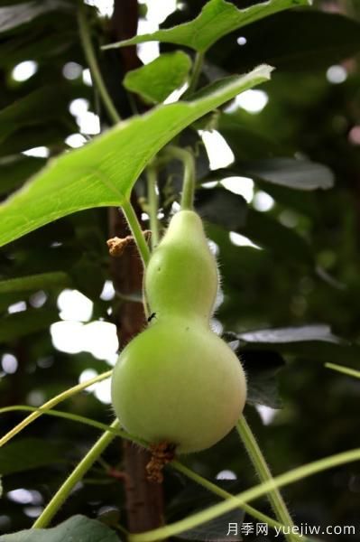 100種常見花卉的栽培大全，送給愛養(yǎng)花的你(圖70)