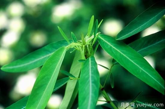 100種常見花卉的栽培大全，送給愛養(yǎng)花的你(圖71)