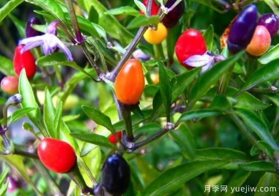 100種常見花卉的栽培大全，送給愛養(yǎng)花的你(圖72)